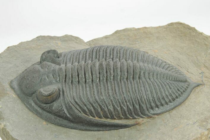 Very Inflated Zlichovaspis Trilobite - Orange Eyes #222242